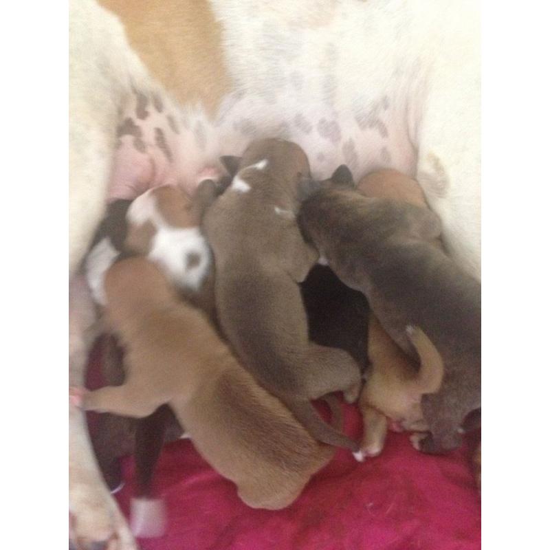 !!! Big chunky Staffordshire bull terrier puppies for sale !!!!