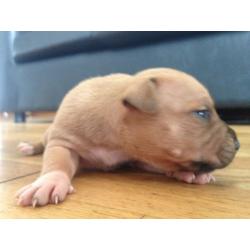 !!! Big chunky Staffordshire bull terrier puppies for sale !!!!