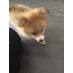 Pom pup for sale