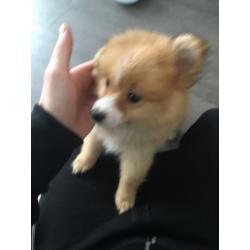 Pom pup for sale