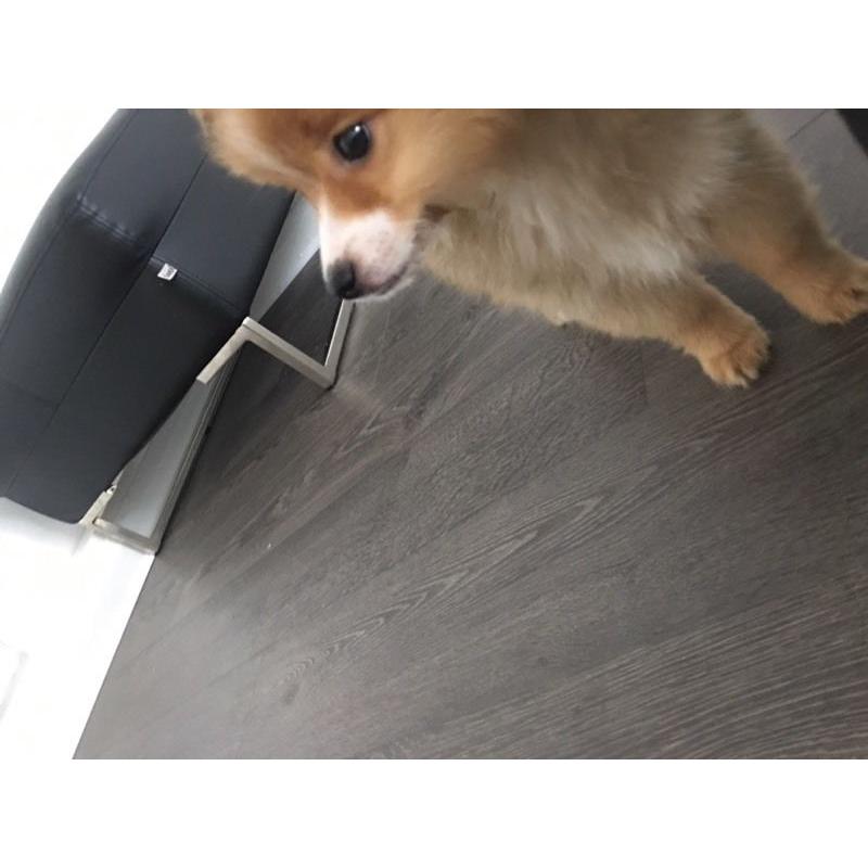 Pom pup for sale