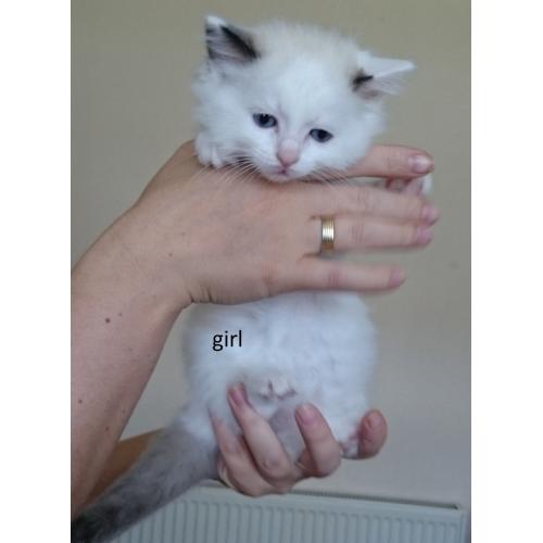 ragdoll kittens