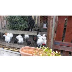 WHITE SILKIES