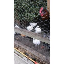 WHITE SILKIES