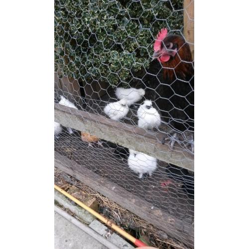 WHITE SILKIES