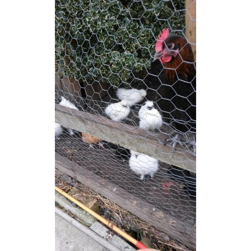 WHITE SILKIES