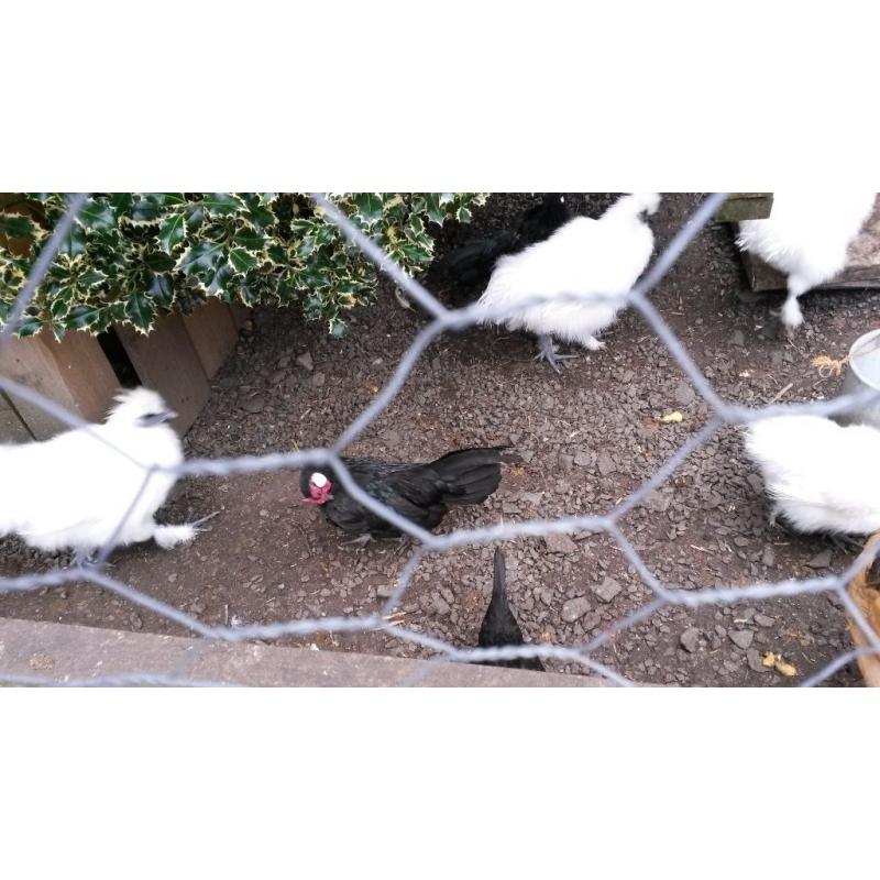 WHITE SILKIES