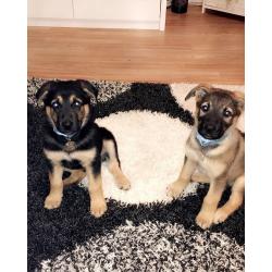 German Shepherd Cross Kelpie