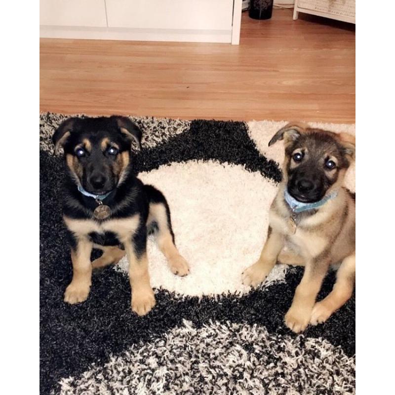 German Shepherd Cross Kelpie