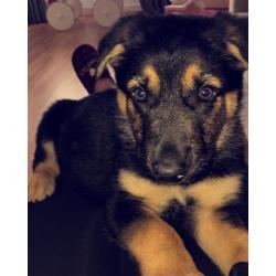 German Shepherd Cross Kelpie