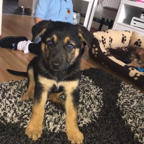 German Shepherd Cross Kelpie