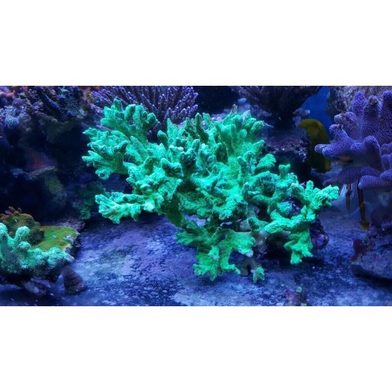 Marine coral, large velvet horne coral
