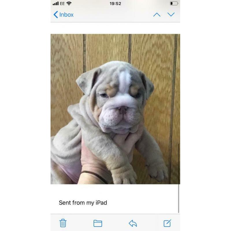 Lilac Merle and blue Merle British bulldog ready to leave
