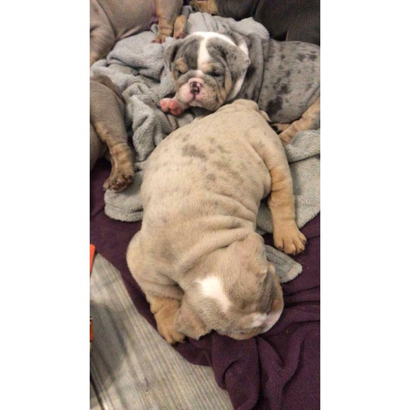 Lilac Merle and blue Merle British bulldog ready to leave