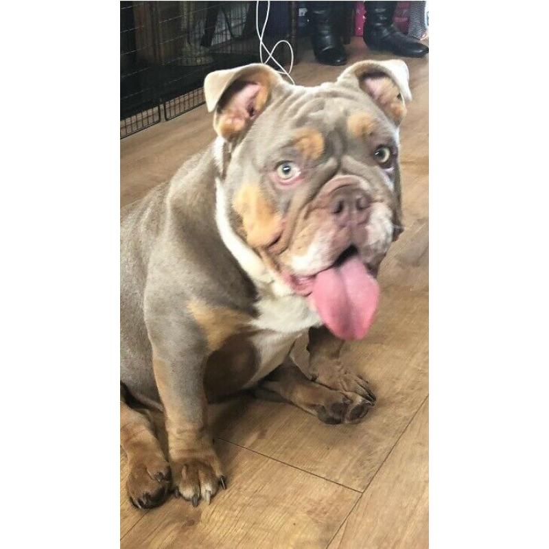 Lilac Merle and blue Merle British bulldog ready to leave