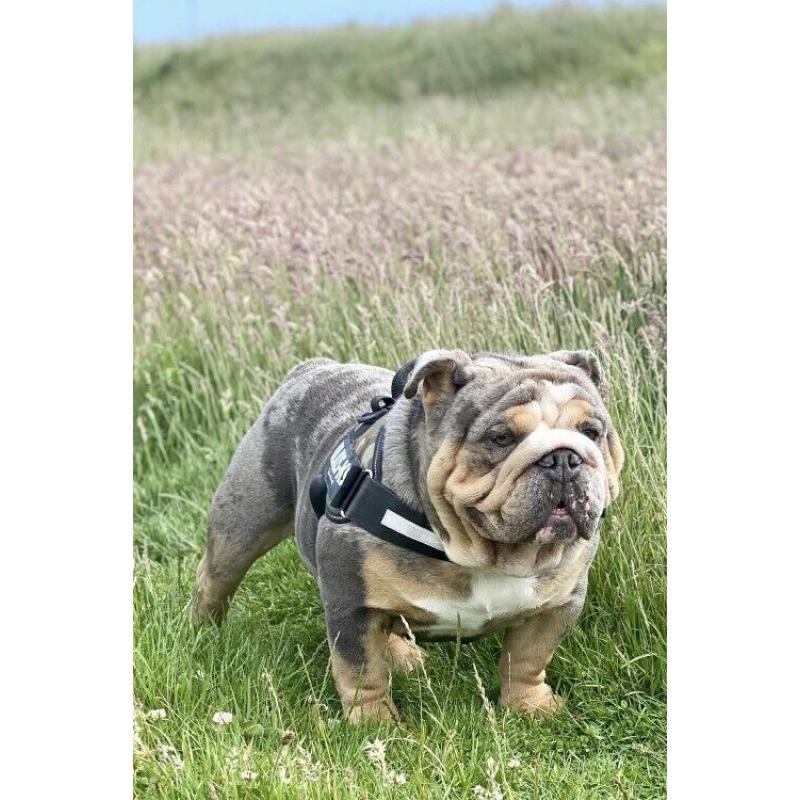 Lilac Merle and blue Merle British bulldog ready to leave