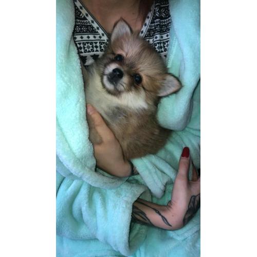 Our beautiful pomsky pups
