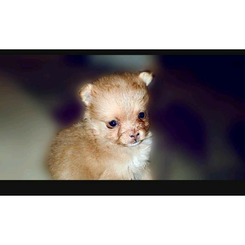 Our beautiful pomsky pups