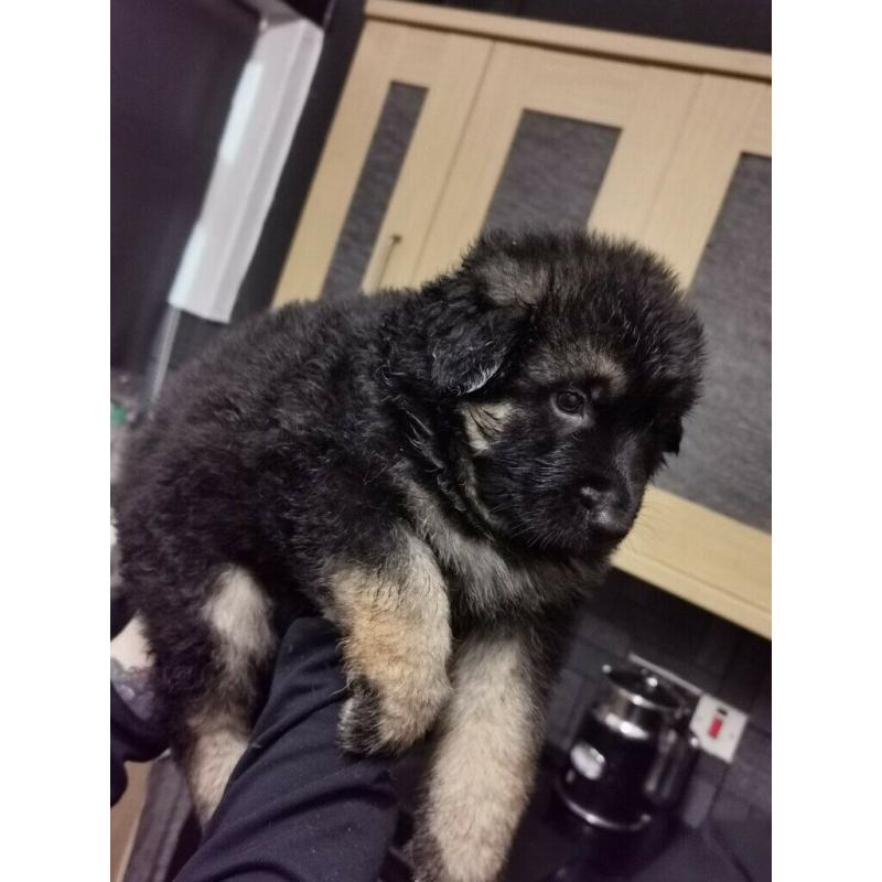 German shepherd puppies