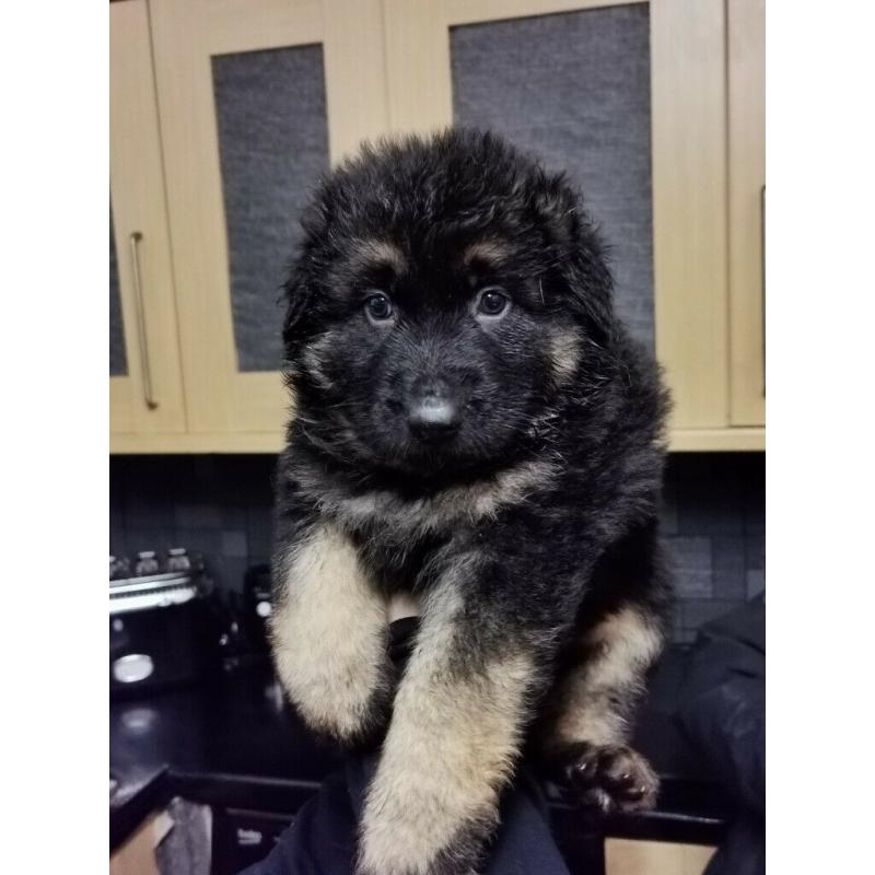 German shepherd puppies