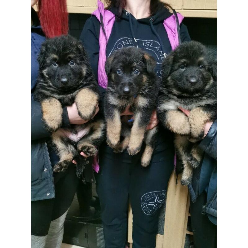 German shepherd puppies