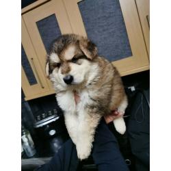 German shepherd puppies