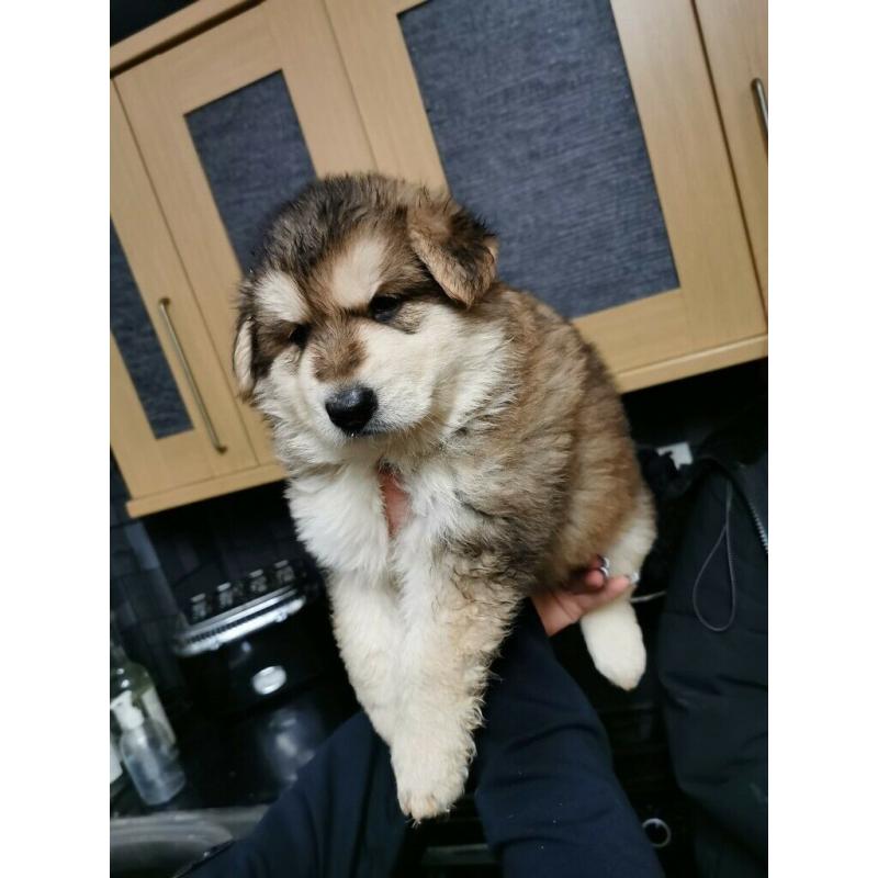 German shepherd puppies