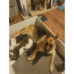 German shepherd blue white isabella chocolate