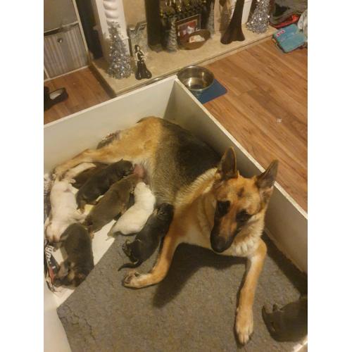 German shepherd blue white isabella chocolate