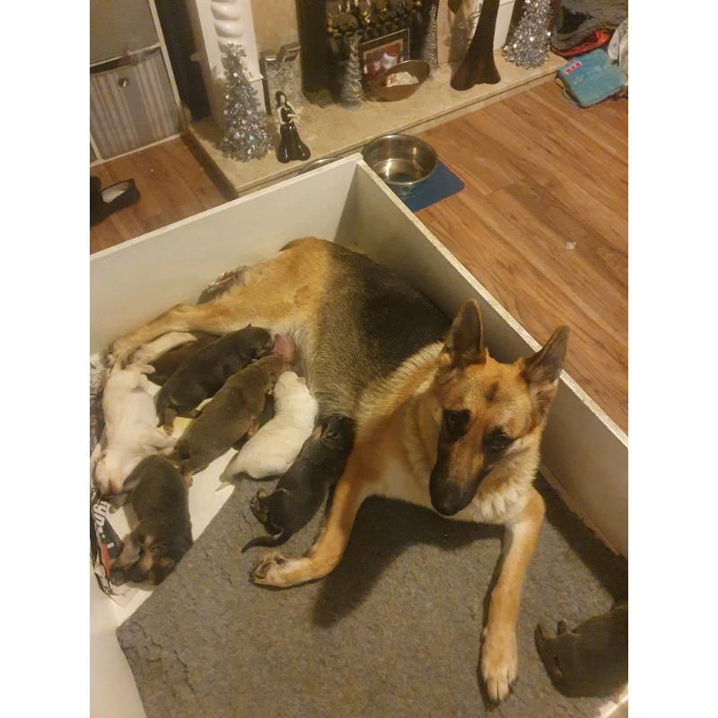 German shepherd blue white isabella chocolate
