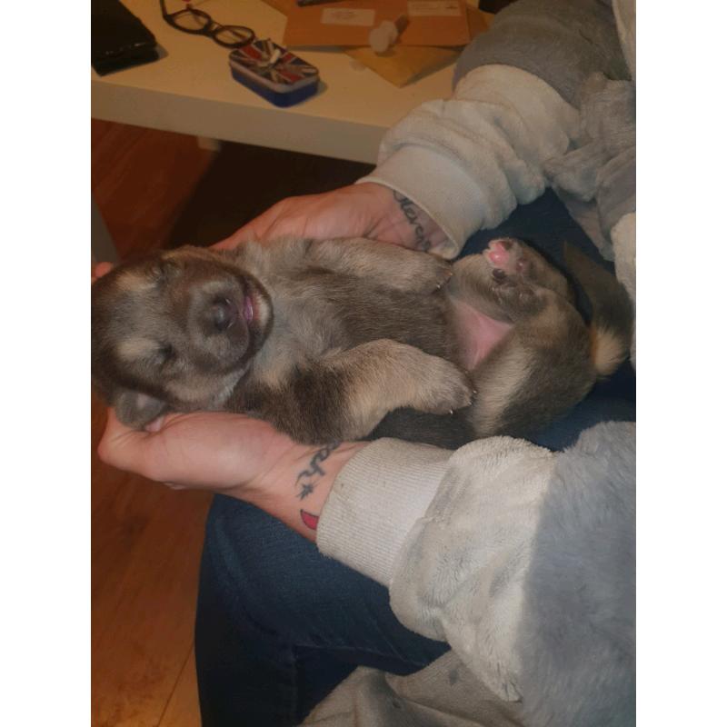 German shepherd blue white isabella chocolate