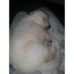 German shepherd blue white isabella chocolate