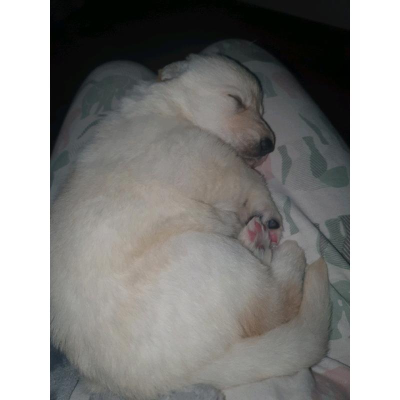 German shepherd blue white isabella chocolate