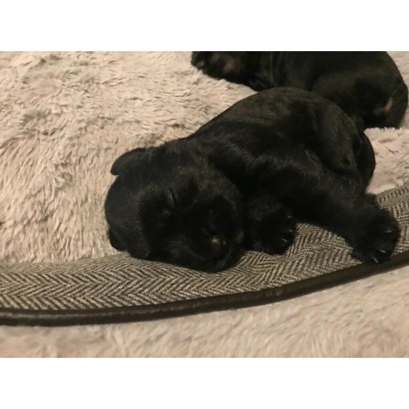 KC Reg Miniature Schnauzer Pups