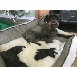 KC Reg Miniature Schnauzer Pups