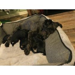 KC Reg Miniature Schnauzer Pups