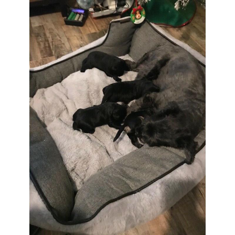 KC Reg Miniature Schnauzer Pups