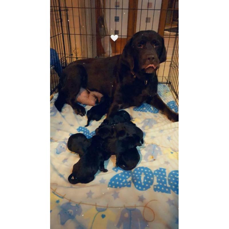8 black Labrador puppies