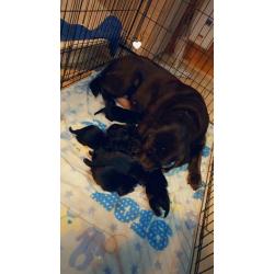 8 black Labrador puppies