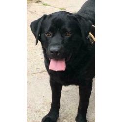 8 black Labrador puppies