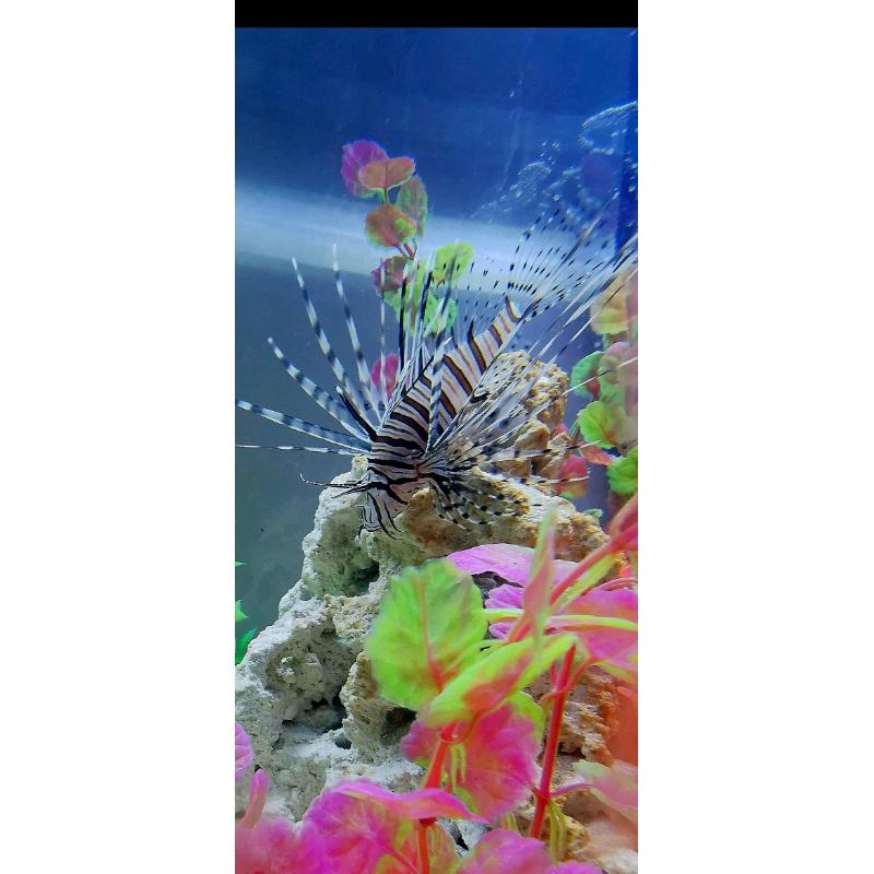 Marine saltwater fish