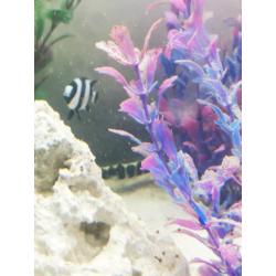 Marine saltwater fish