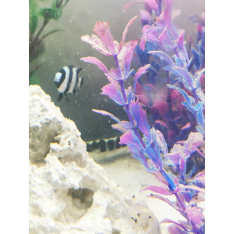 Marine saltwater fish