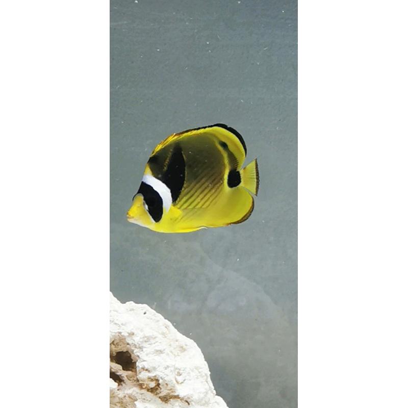 Marine saltwater fish