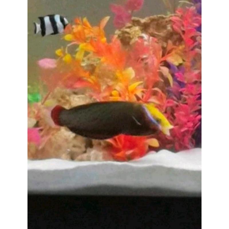 Marine saltwater fish
