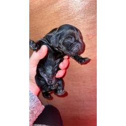 Cocker spaniel pups (1 pup left!!)
