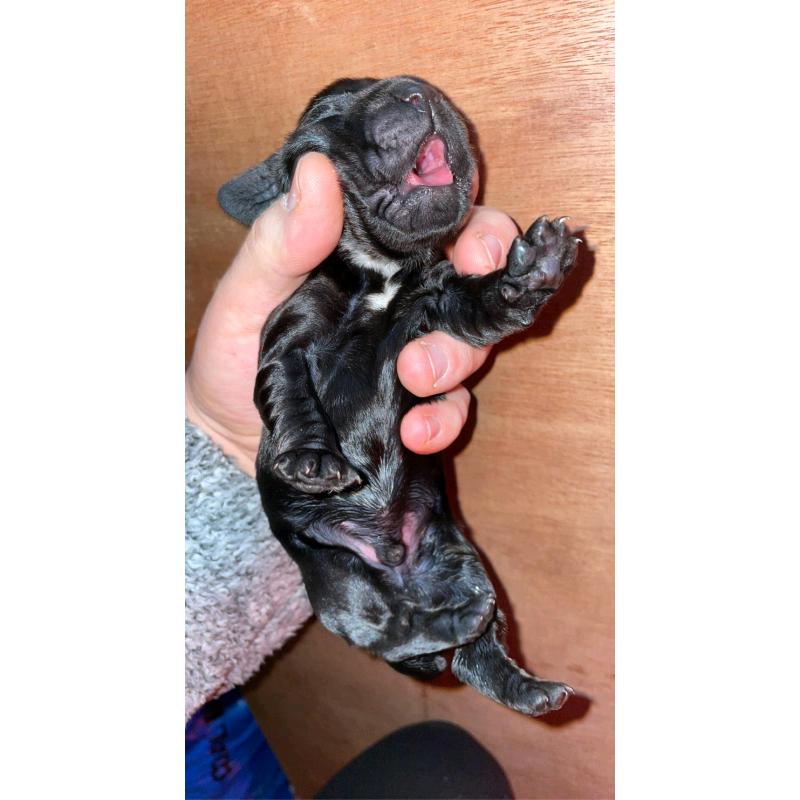 Cocker spaniel pups (1 pup left!!)