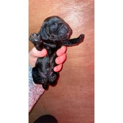 Cocker spaniel pups (1 pup left!!)