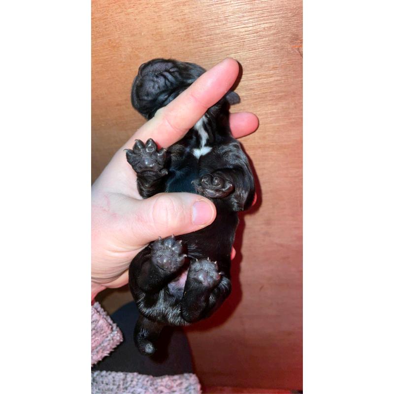 Cocker spaniel pups (1 pup left!!)