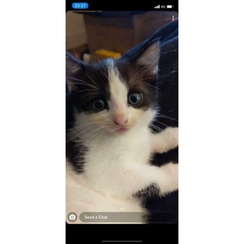 KITTEN FOR SALE